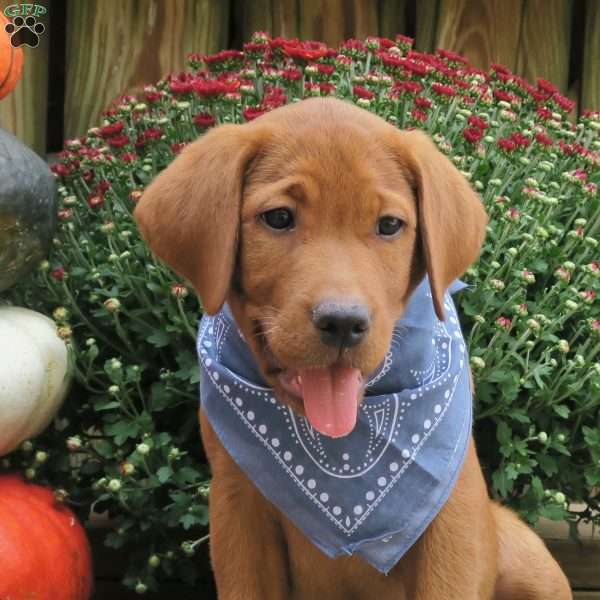 Red Hot Tabasco, Fox Red Labrador Retriever Puppy